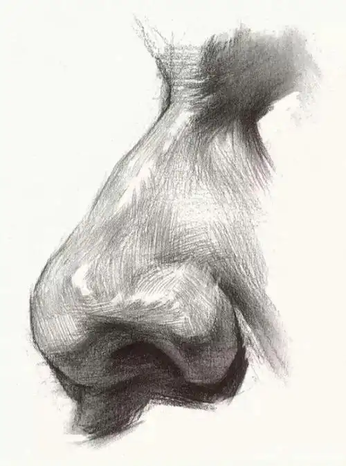 素描头像五官之鼻子,耳朵详细步骤图,学会画五官,甩对手几条街