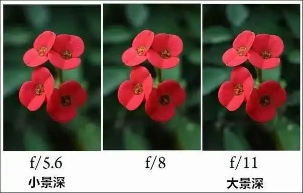 小景深:主体的实与背景的虚形成对比.