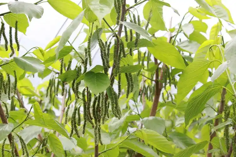 5月的台湾长果桑,双丰蓝莓即将成熟啦!你带上我,我带上篮子～约起来!