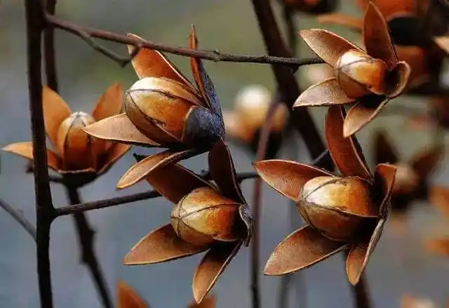 香椿的果实,线条好漂亮