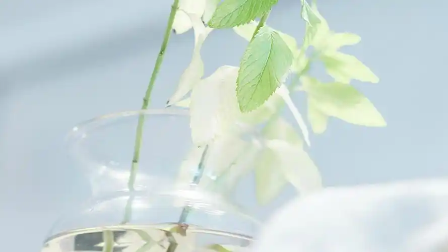 注:以上图片来源于网络,如有侵权,麻烦联系删除