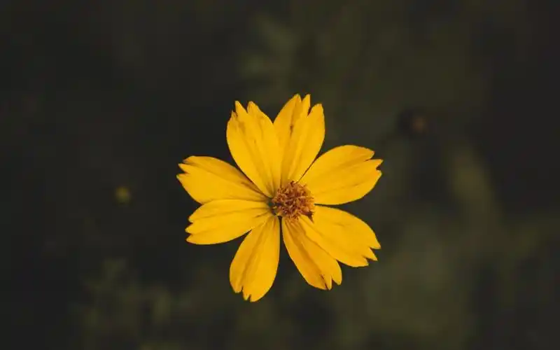 我在等一朵花开,高清壁纸图片,鲜花背景-回车桌面