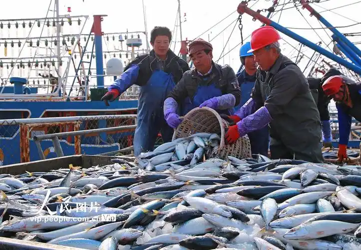 浙江玉环冬汛迎来丰收季渔船进港鱼满仓