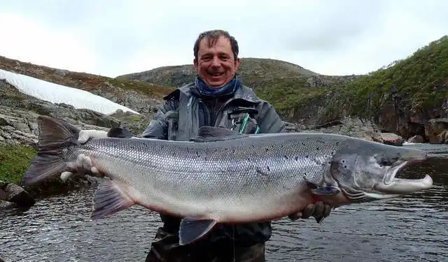大西洋鲑鱼:身体银白色,鳞片细腻闪光,流线型体型,身上有细小的黑色