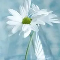 关于花草头像图片_微信头像图片大全