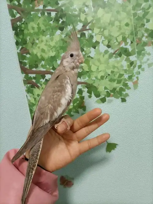 成都出手养断奶脱温古铜黑牛母