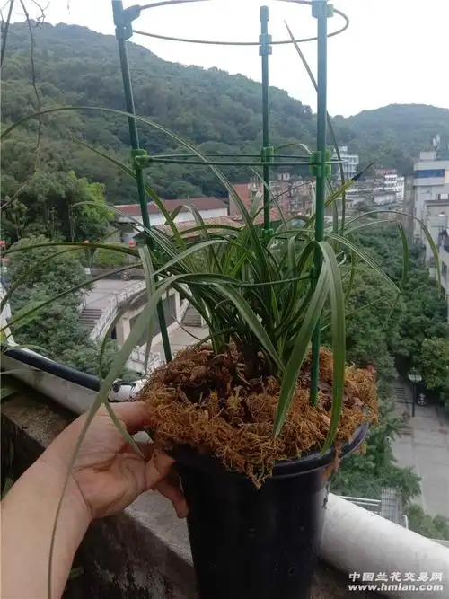 惠兰"紫砂星"-蕙兰篇-中国兰花交易网社区