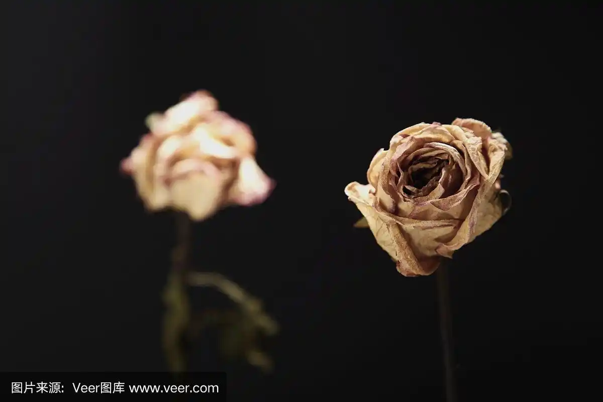 两朵凋谢的玫瑰