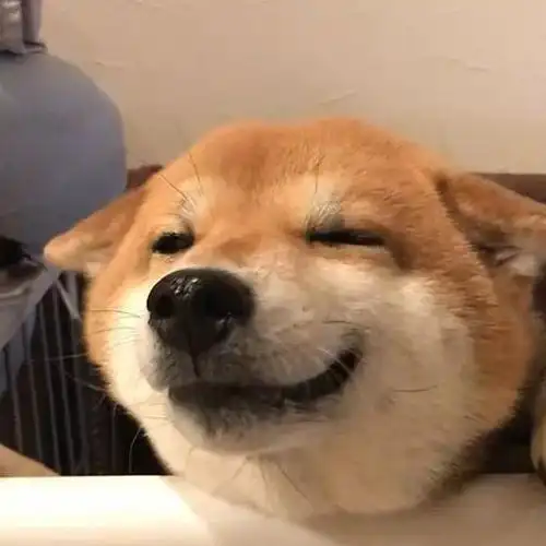 这只柴犬的微笑太可爱了论谄媚发嗲你绝对不想错过