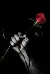 求一张一只流血的手握着玖瑰花图片