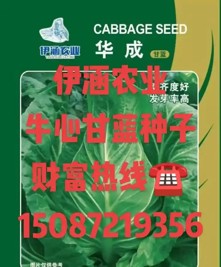 伊涵农业开发有限公司牛心甘蓝种子展示