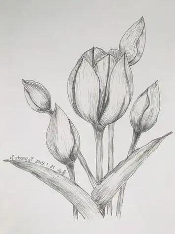 strong>简笔画大全 /strong> 植物简笔画 > 幼儿简笔画_郁金香花简单