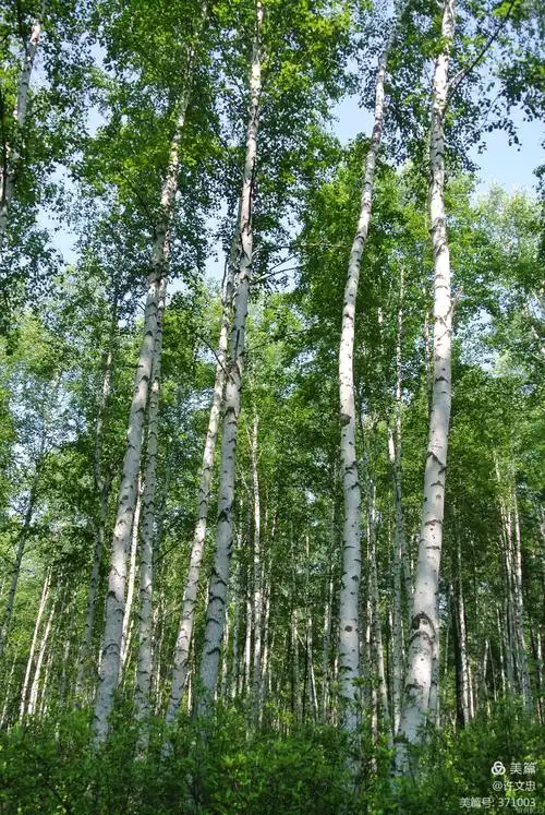 美丽的大兴安岭,美丽的白桦林 - 美篇