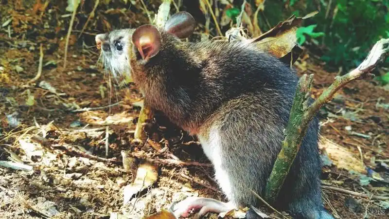 【小米note顶配版】近距离观看白腹鼠!