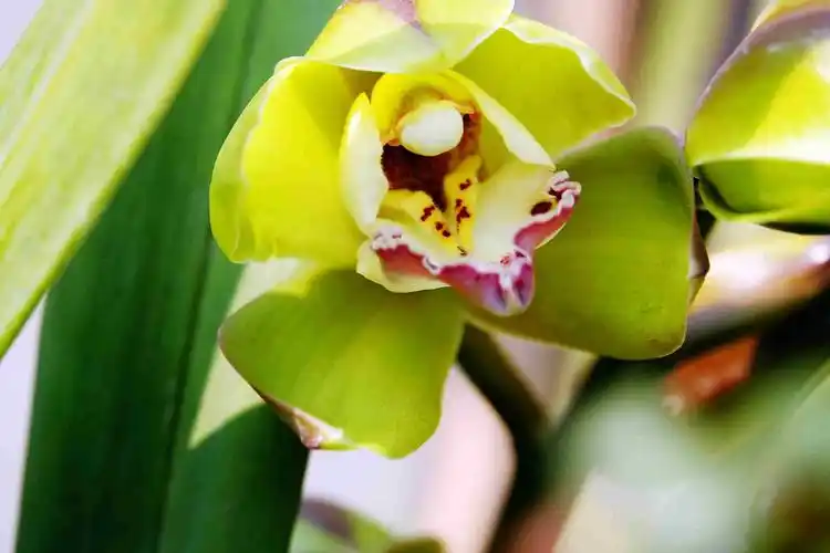 大花蕙兰迎春开.