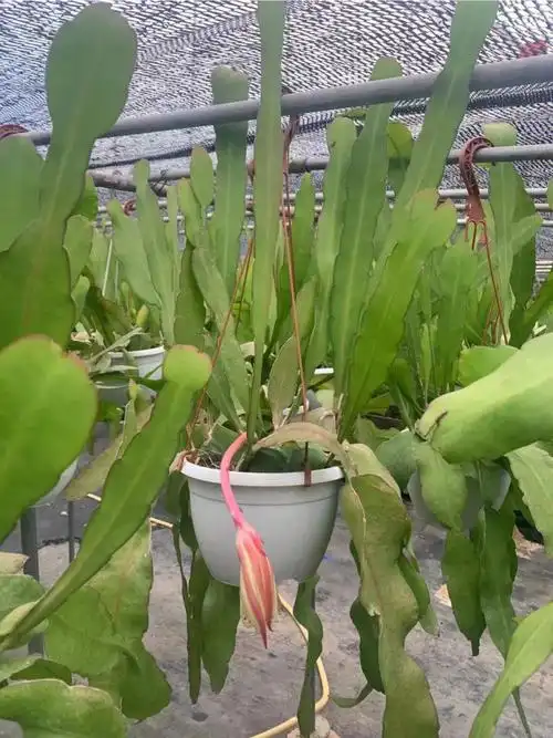 圆叶昙花一件6盆装