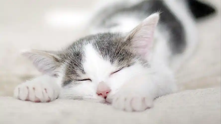 可爱萌宠小猫咪卖萌写真