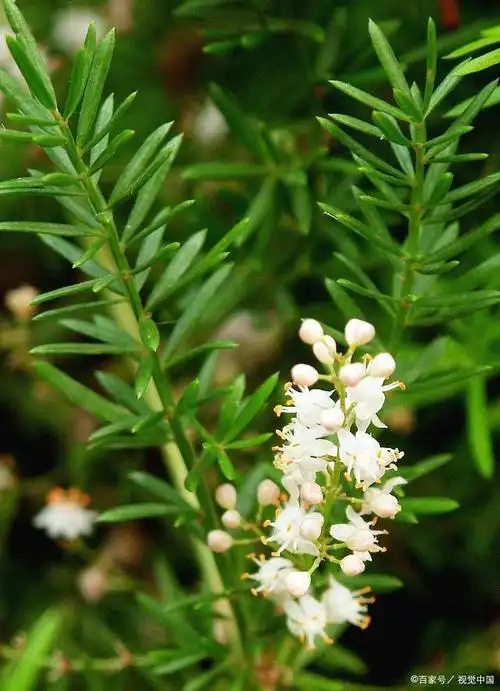 广西传统中药材——天冬,春季种植管理要点有几个