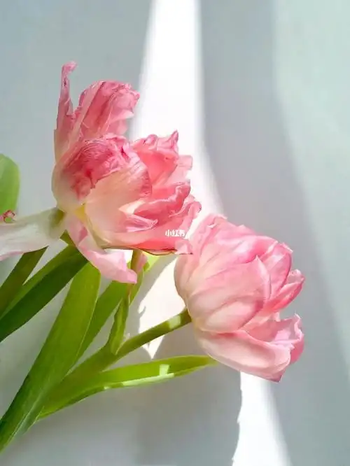 粉色重瓣郁金香