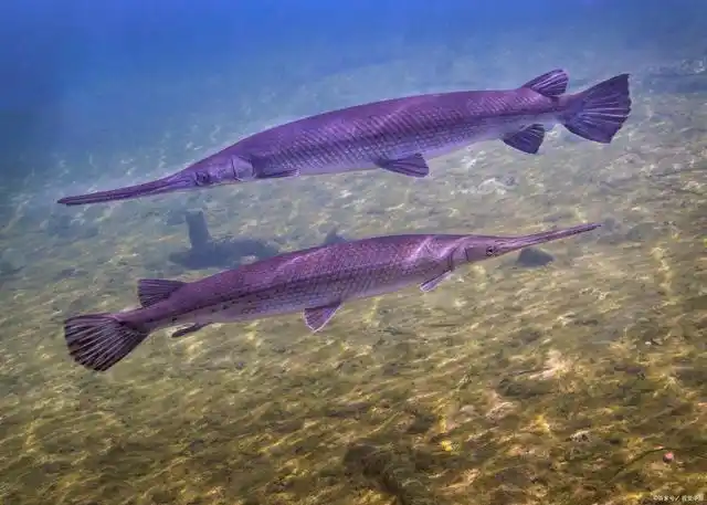 水中杀手鳄雀鳝为什么让人闻风丧胆?它的破坏力究竟有多强?