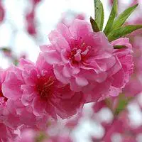 吉祥好运桃花风景头像_微信头像图片大全