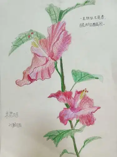 3.17周日下午丹尼斯校区创意素描班《彩铅花卉》