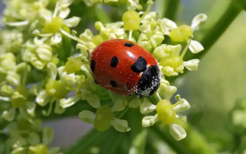 恋花的七星瓢虫