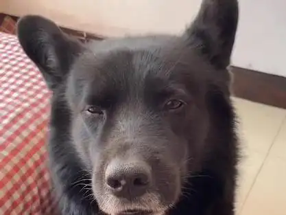 小狗天下第一_小狗天下第一好表情包_天下第一犬是什么犬 - 抖音