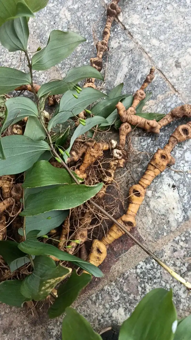 万能的抖音这到底是玉竹还是黄精啊?#野生药材 #黄精 #中药 - 抖音