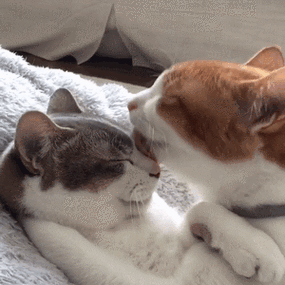 riepoyonn# 喵星人来了,我们一起看看猫片_撩妹撩汉表情