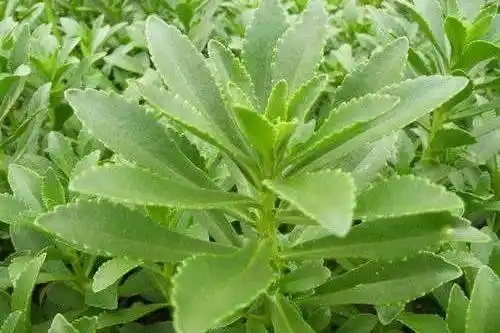 本源唐福新:平卧菊三七可有效降低血糖