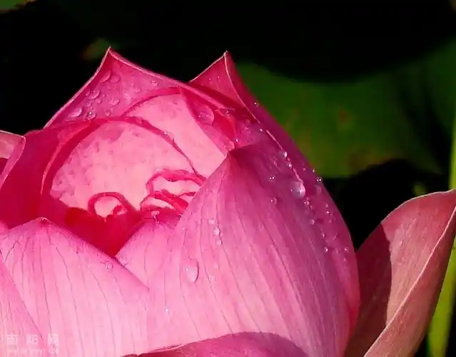 汉冢荷花——晶莹无瑕荷露珠