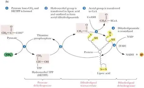 p>丙酮酸脱氢酶复合物( pyruvate dehydrogenase complex, pdhc) 是
