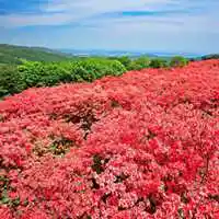 杜鹃花图片微信头像点击鼠标右键下载