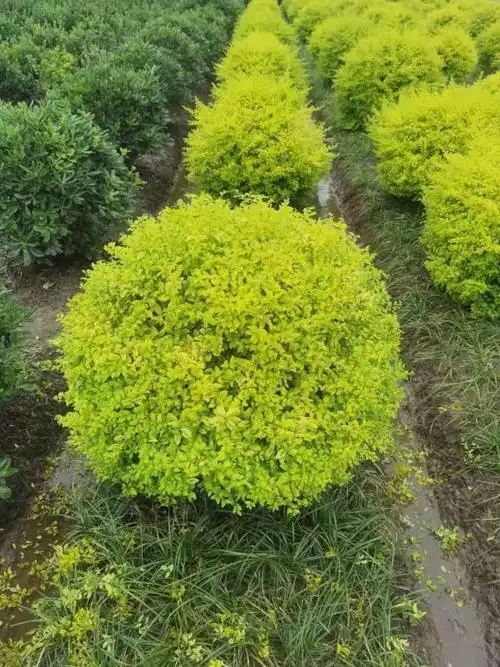 1米高亮晶女贞球市场价格多少钱一棵