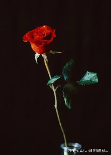 摄影秘籍大揭晓如何拍好一朵玫瑰