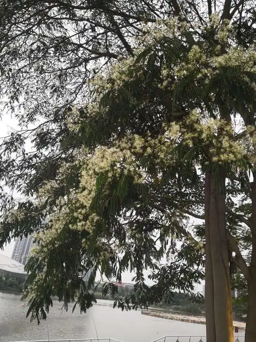 南洋楹,树木高大,约有三四层楼高,树叶很像凤凰木,开花比凤凰木逊色多