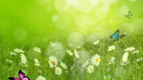 缤纷多彩 夏天 雏菊 瓢虫 蝴蝶 自然 绿色清新高清背景图片壁纸