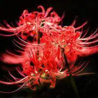 彼岸花头像 记忆中的美好回忆