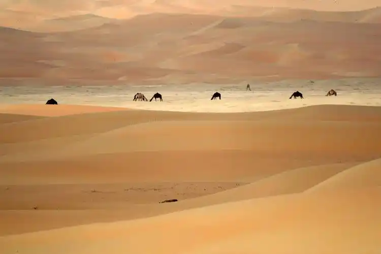 视觉天下vol91阿布扎比沙漠里的骆驼