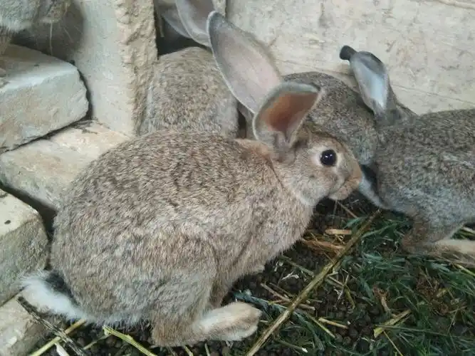 比利时兔贵族白兔