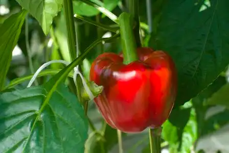 灯笼椒植物图片