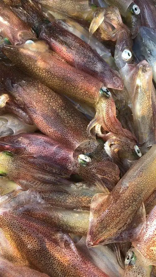 朋友说从没见过活鱿鱼,今天带他见识了一下,吃过的肯定没几个