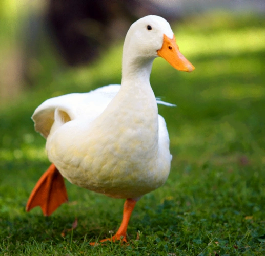 四川乐山犍为自家养殖农场《鸭子》大量现货