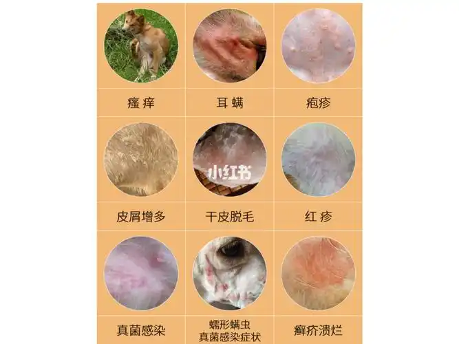 狗狗皮肤病最全攻略