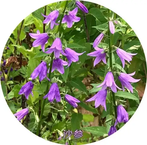 沙参(每日花卉-80)