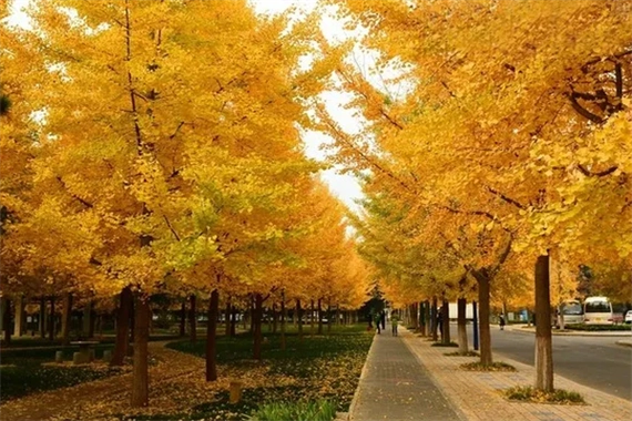 世界十大行道树,威海市树上榜,第五被称为榆木疙瘩