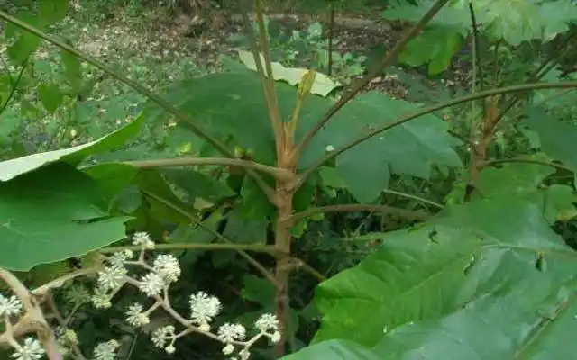 中药通草图片(山中常见的一种草) - 赤虎壹号