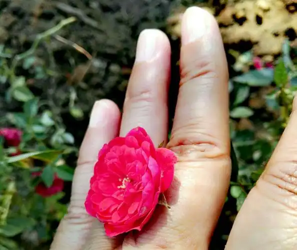 世界上最小的玫瑰花