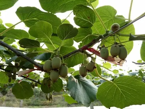 区别猕猴桃的黄叶子